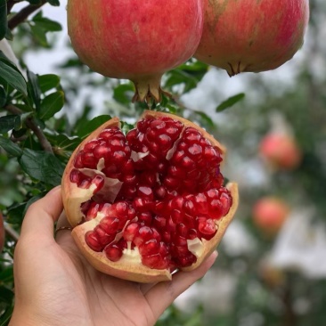 突尼斯软籽石榴(顺丰包邮)到家