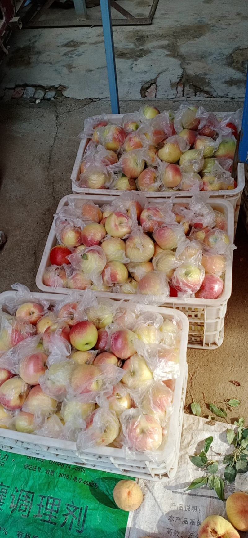 美八苹果65mm以上膜袋