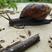 （热销）非洲黑蜗牛，天然蜗牛需要的联系