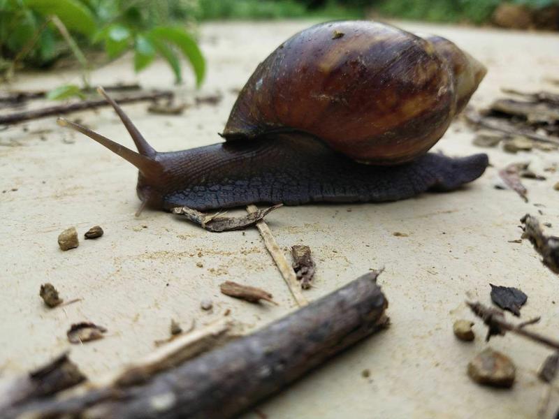 （热销）非洲黑蜗牛，天然蜗牛需要的联系