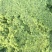 【韭菜花酱】内蒙古锡林浩特市韭菜花酱，保证质量！