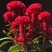 鸡冠花种子火焰凤尾鸡冠花穗状头状羽状鸡冠花花卉花海种子
