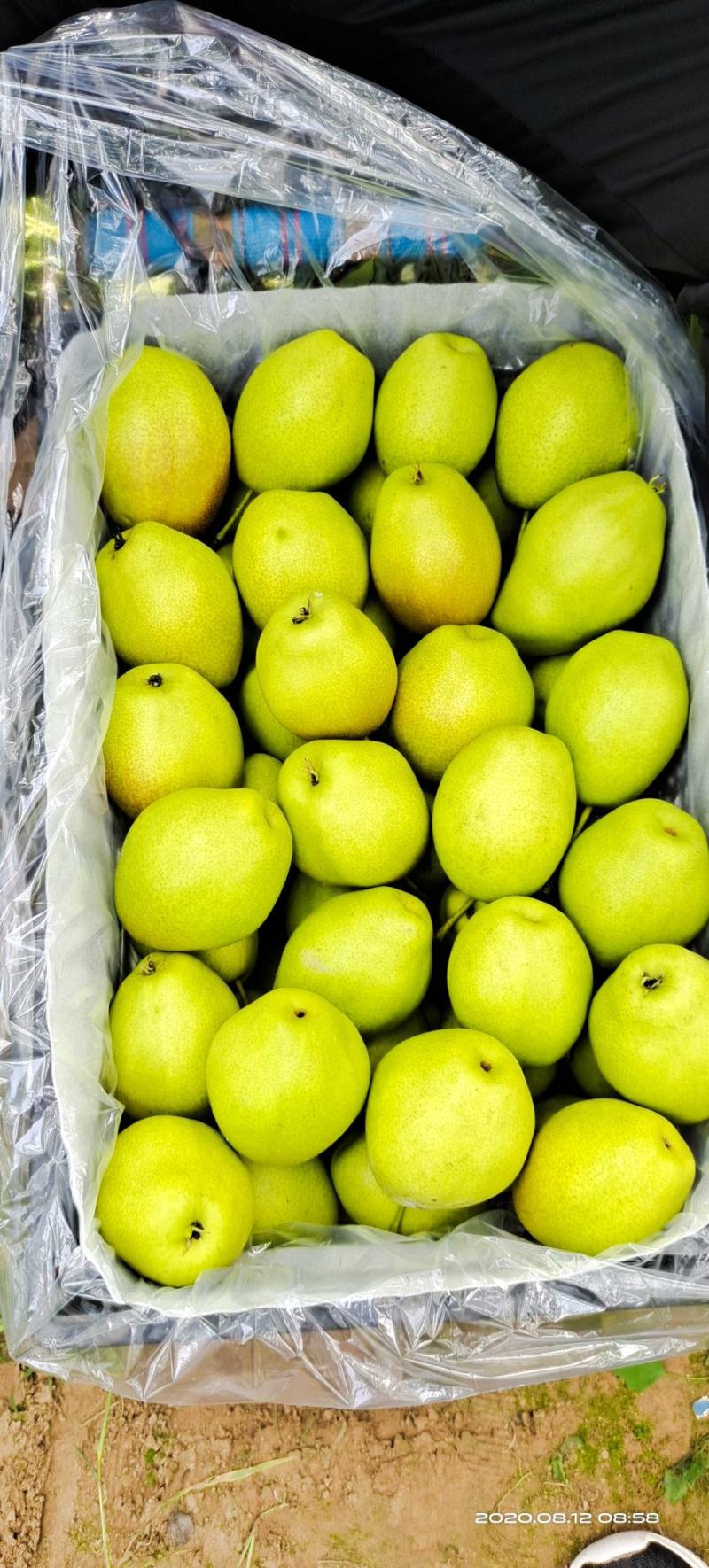 精品(红香酥）陕西省【大荔县万亩】红香酥梨