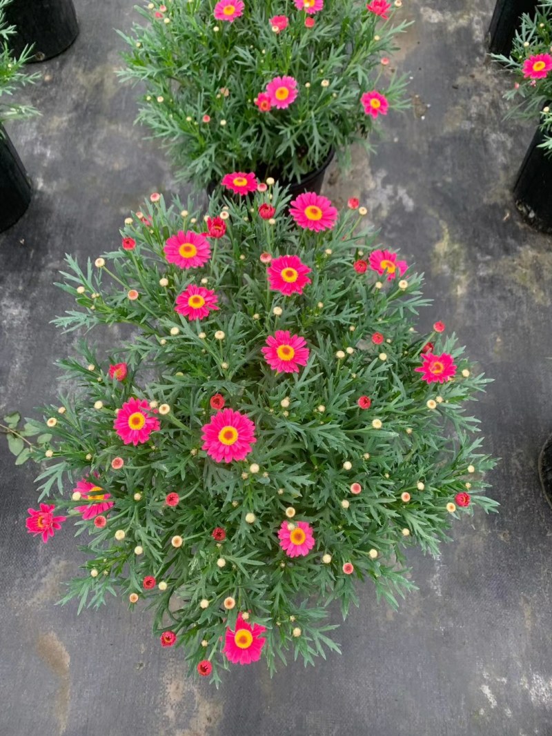 玛格丽特花，双色杯玛格丽特，四川玛格丽特销售