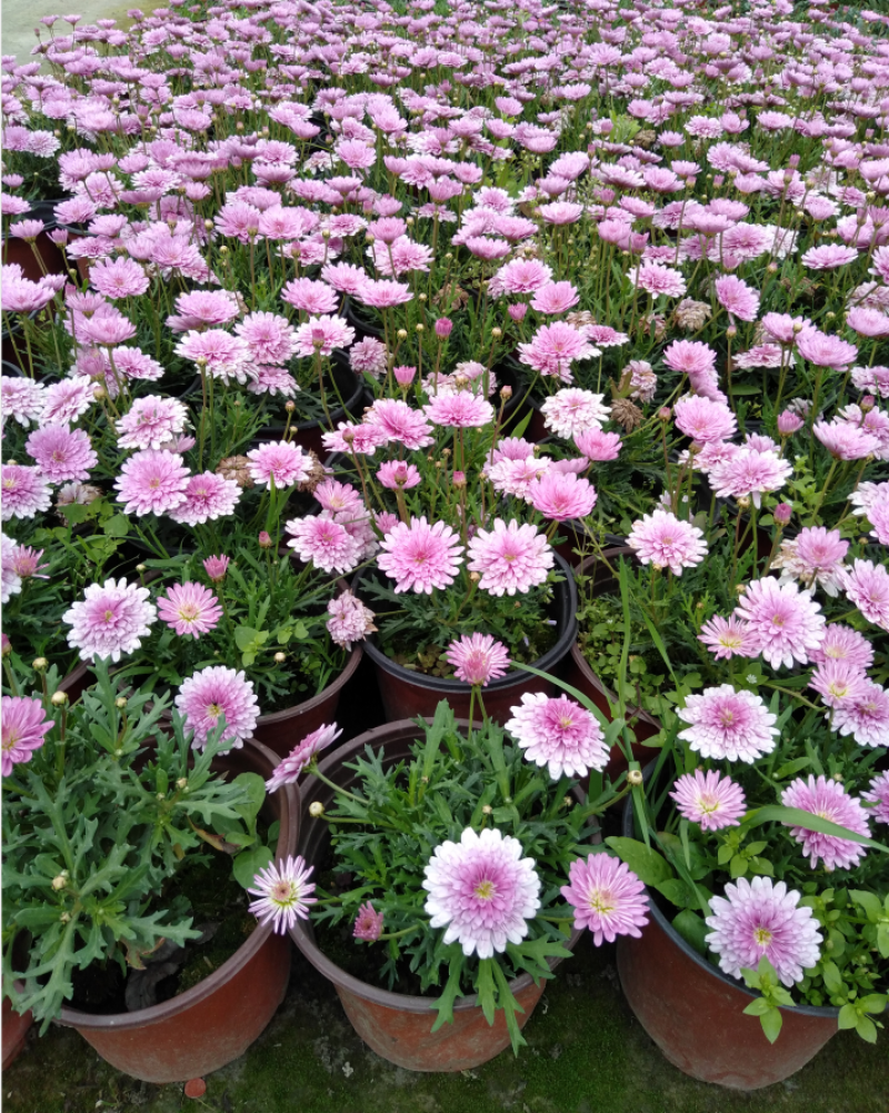 玛格丽特花，双色杯玛格丽特，四川玛格丽特销售
