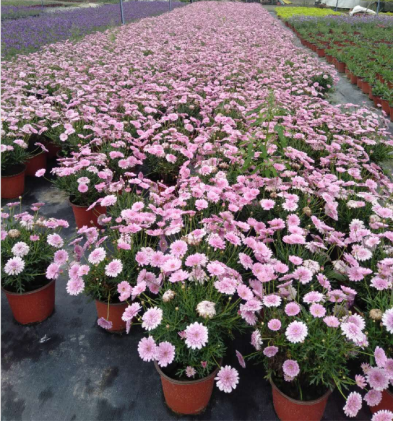 玛格丽特花，双色杯玛格丽特，四川玛格丽特销售