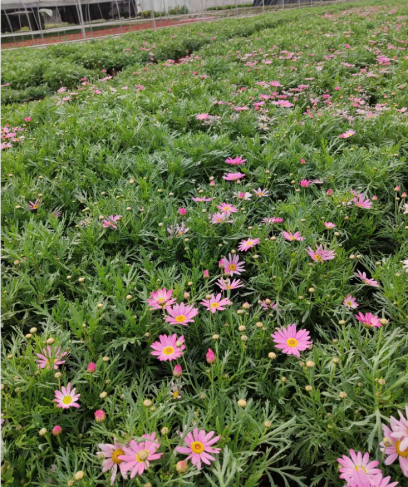 玛格丽特花，双色杯玛格丽特，四川玛格丽特销售