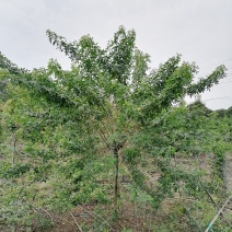 供应黄花槐基地直销灌幅好视频货源充足