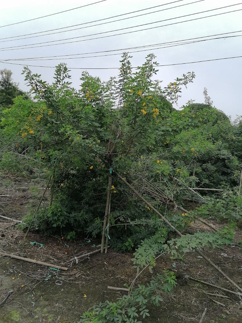 供应黄花槐基地直销灌幅好视频看货货源充足