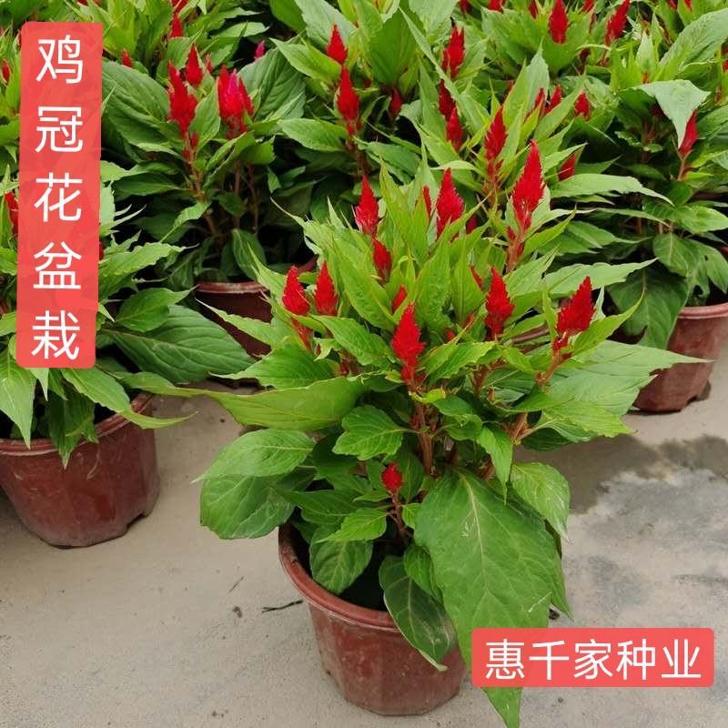 鸡冠花盆栽带花四季庭院阳台景观花卉开花植物扇状凤尾鸡冠花