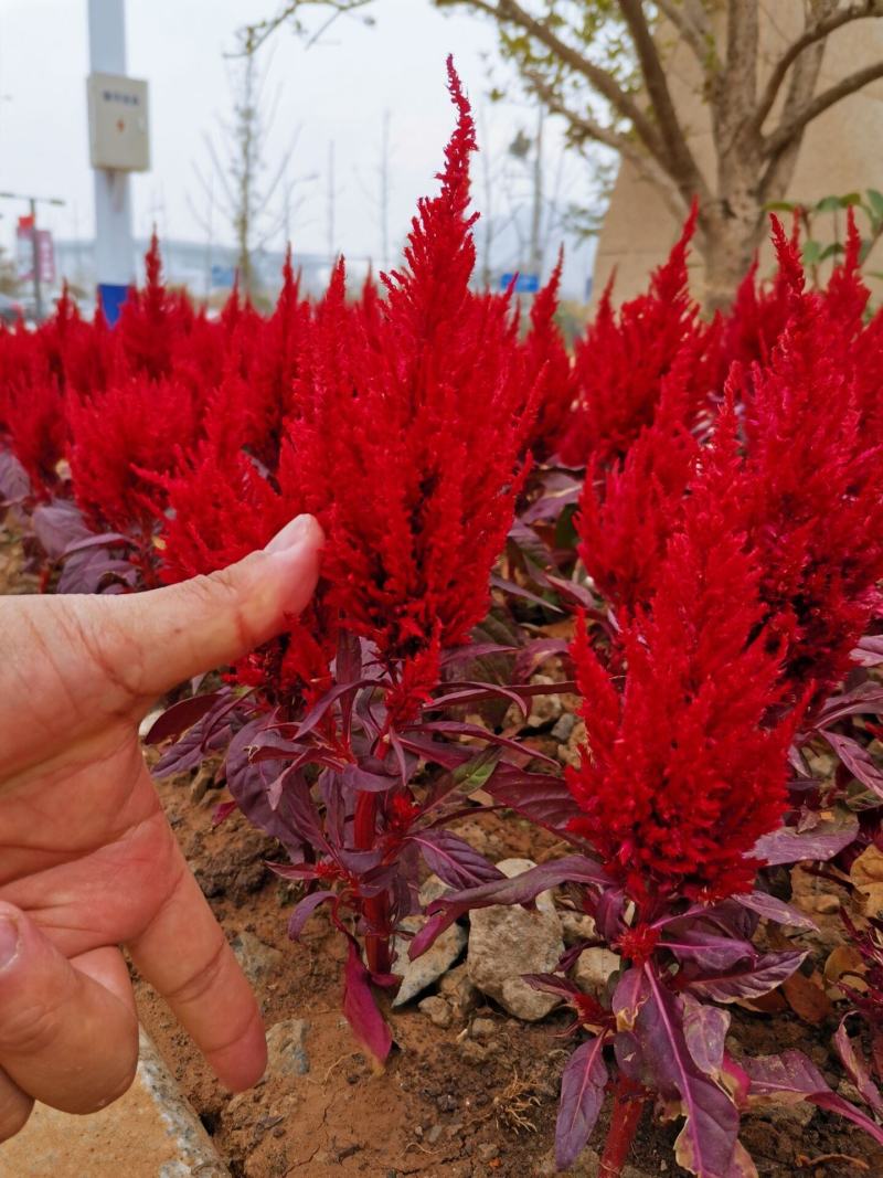 鸡冠花盆栽带花四季庭院阳台景观花卉开花植物扇状凤尾鸡冠花