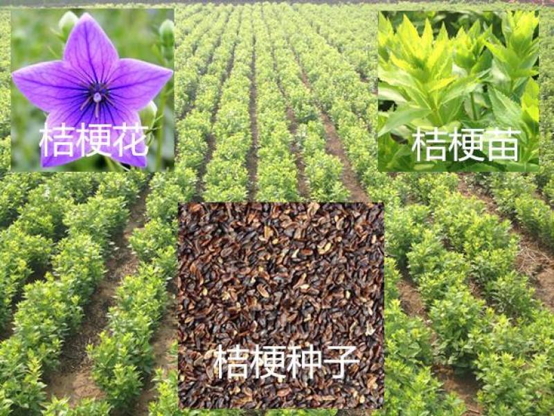 桔梗种子苗子鲜货干货成品免费技术指导一件全国代发