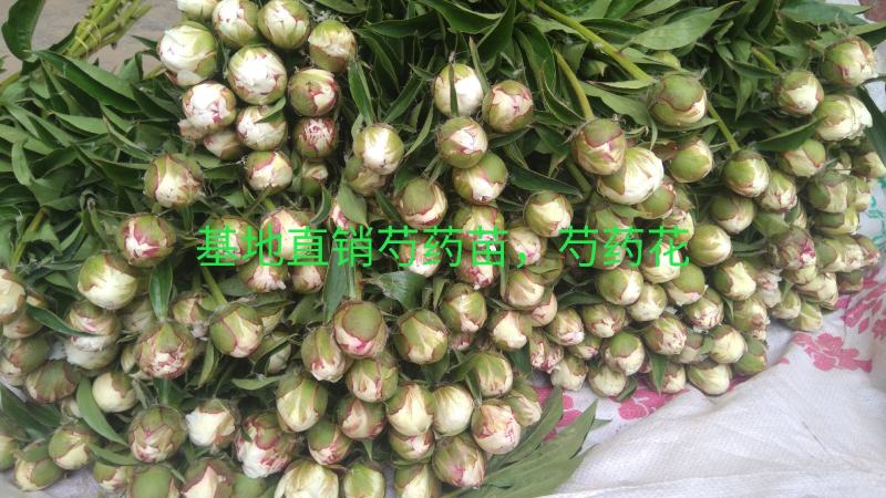 芍药杨妃初浴白色芍药花芍药苗盆栽芍药