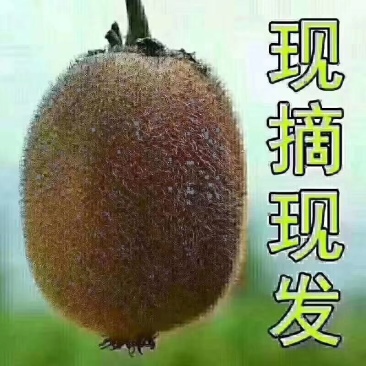 徐香猕猴桃。一件代发，坏果包赔！现摘现发