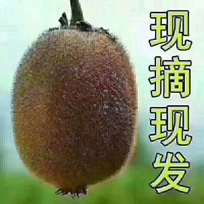 徐香猕猴桃。一件代发，坏果包赔！现摘现发
