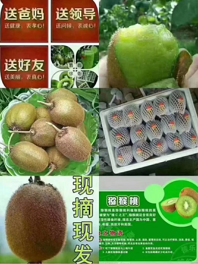 徐香猕猴桃。一件代发，坏果包赔！现摘现发