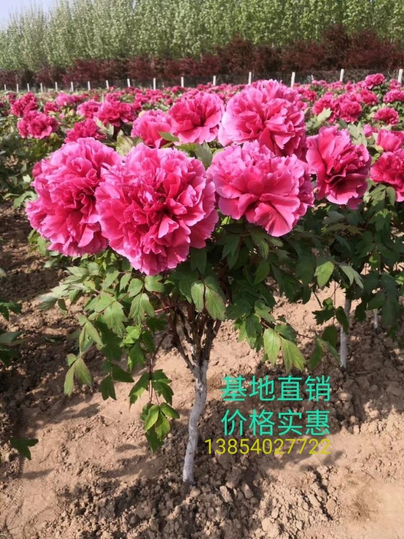 菏泽观赏牡丹牡丹花牡丹苗牡丹种植地出售牡丹树