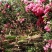 供应紫薇弯弯树一弯二弯三弯紫薇弯弯树基地直销