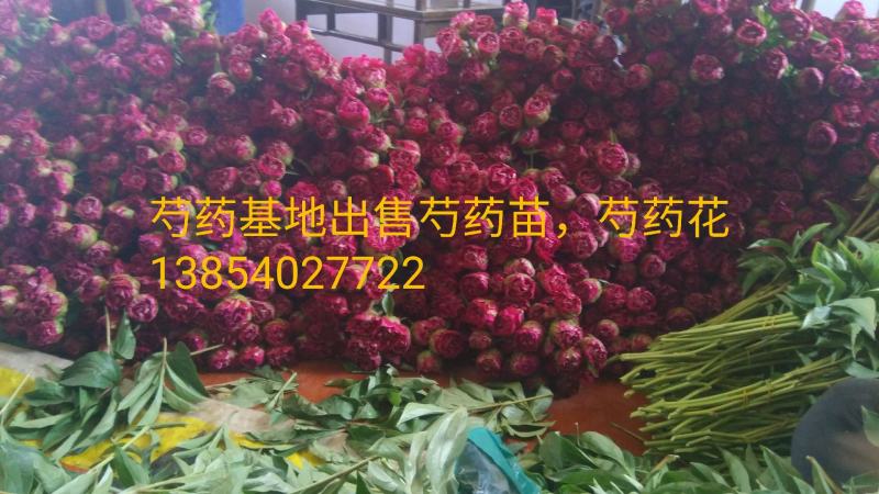 芍药鲜花切花芍药牡丹基地出售芍药花芍药苗