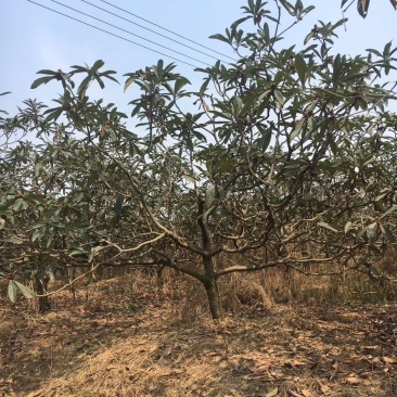 供应枇杷树枇杷树基地直销视频看货保质保量货源