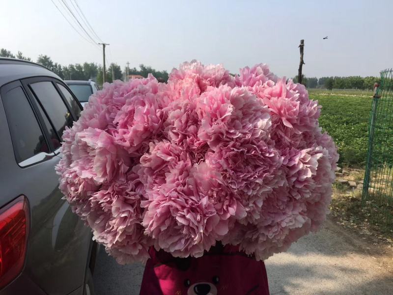 芍药鲜花切花芍药牡丹基地出售芍药花芍药苗
