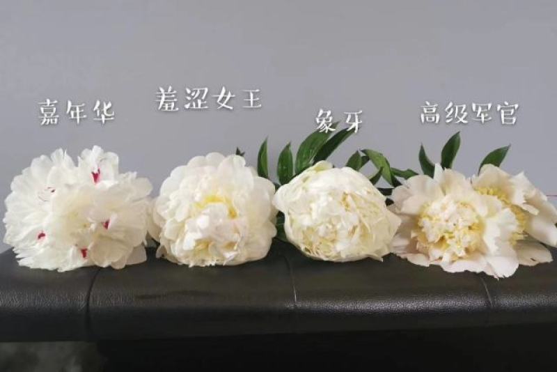 芍药杨妃初浴白色芍药花芍药苗盆栽芍药