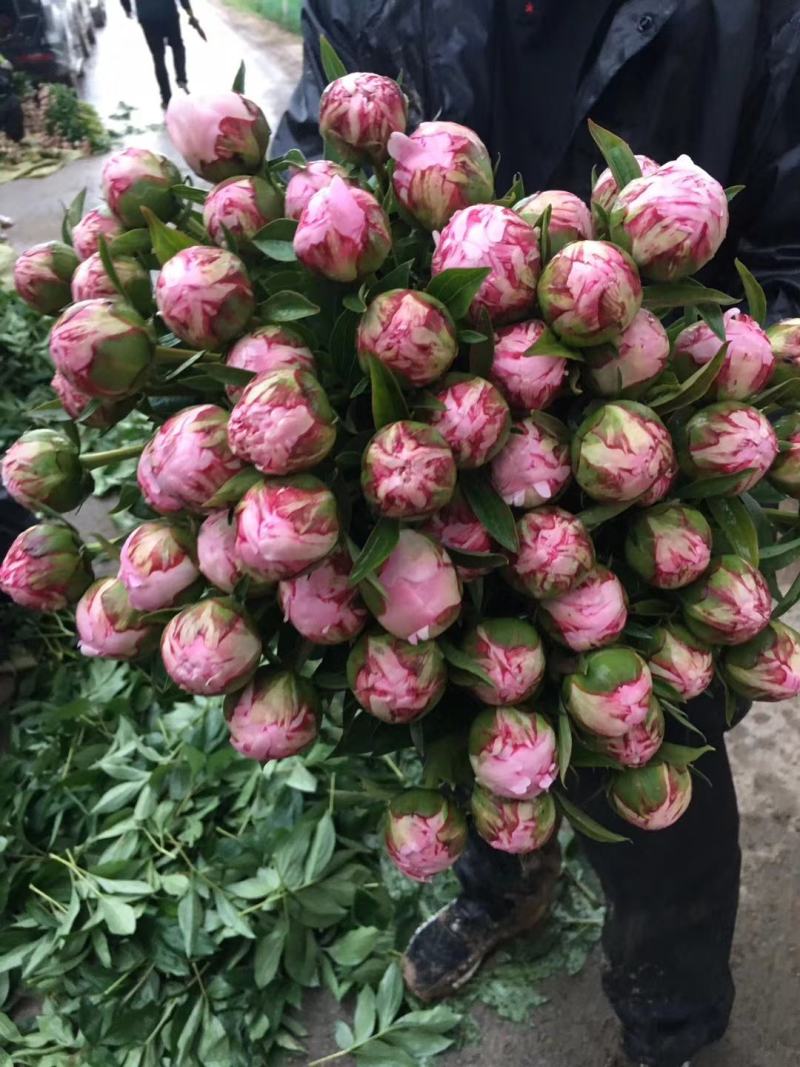芍药沙拉伯恩哈特沙拉粉粉色芍药鲜切花