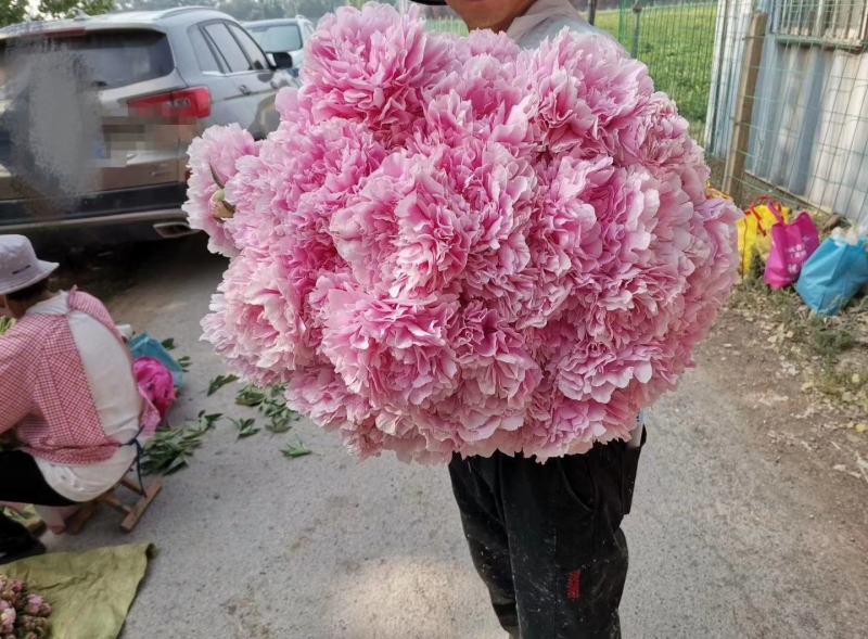 芍药沙拉伯恩哈特沙拉粉粉色芍药鲜切花