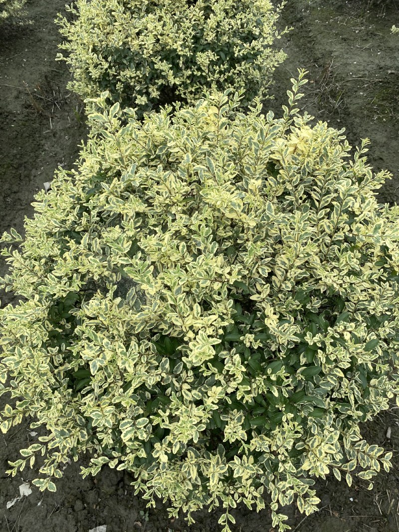 金姬小蜡杯苗，80—120cm球型金姬小蜡