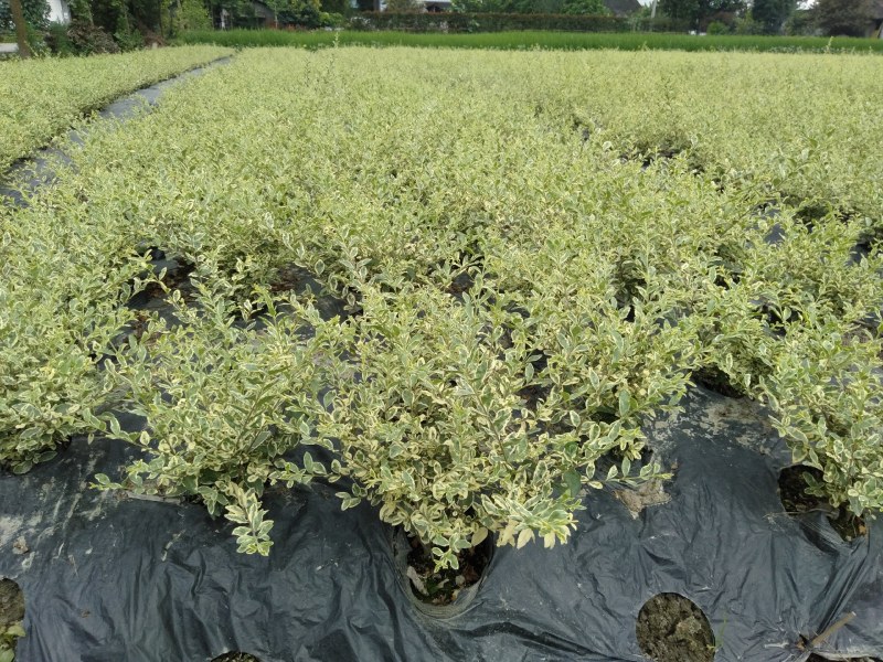 金姬小蜡杯苗，80—120cm球型金姬小蜡