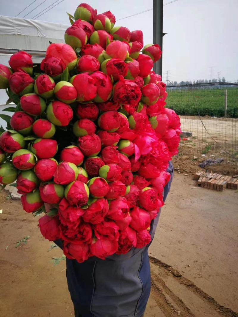 芍药鲜切花，花色齐全，芍药苗菏泽芍药基地出售重瓣芍药