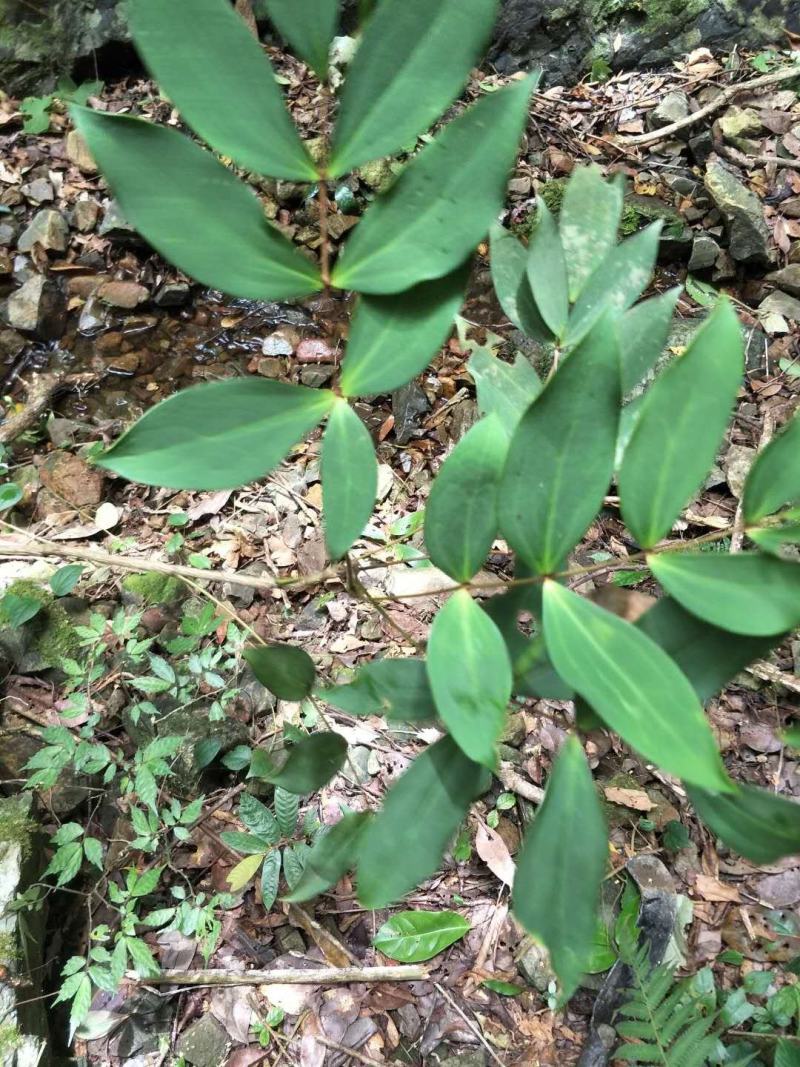 黄连鲜30/斤，先预定后挖货发货。