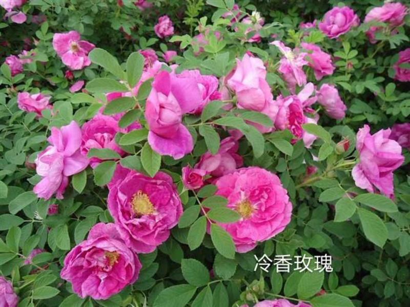 冷香玫瑰，干枝插花，紫杆玫瑰，大地杯苗，冷香玫瑰球