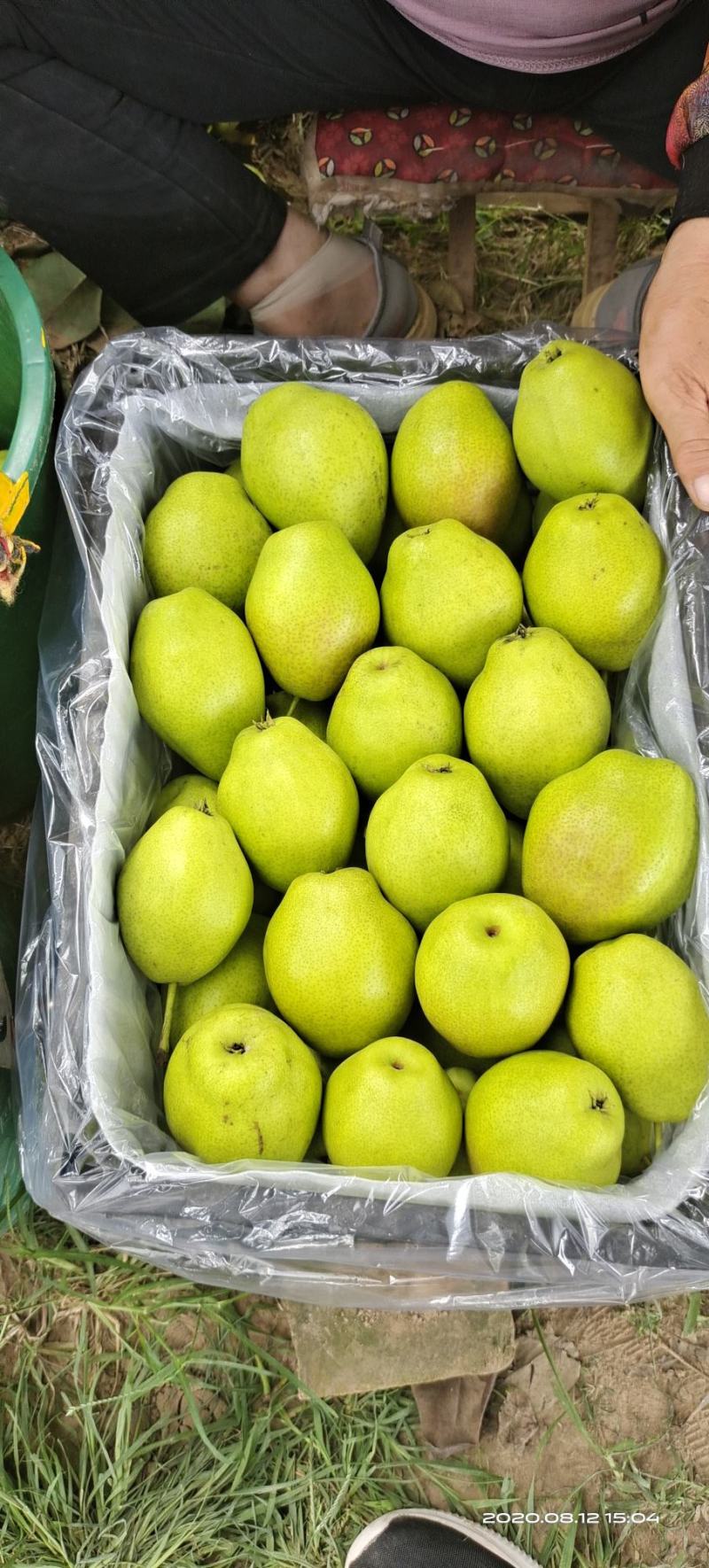 精品(红香酥）陕西省【大荔县万亩】红香酥梨