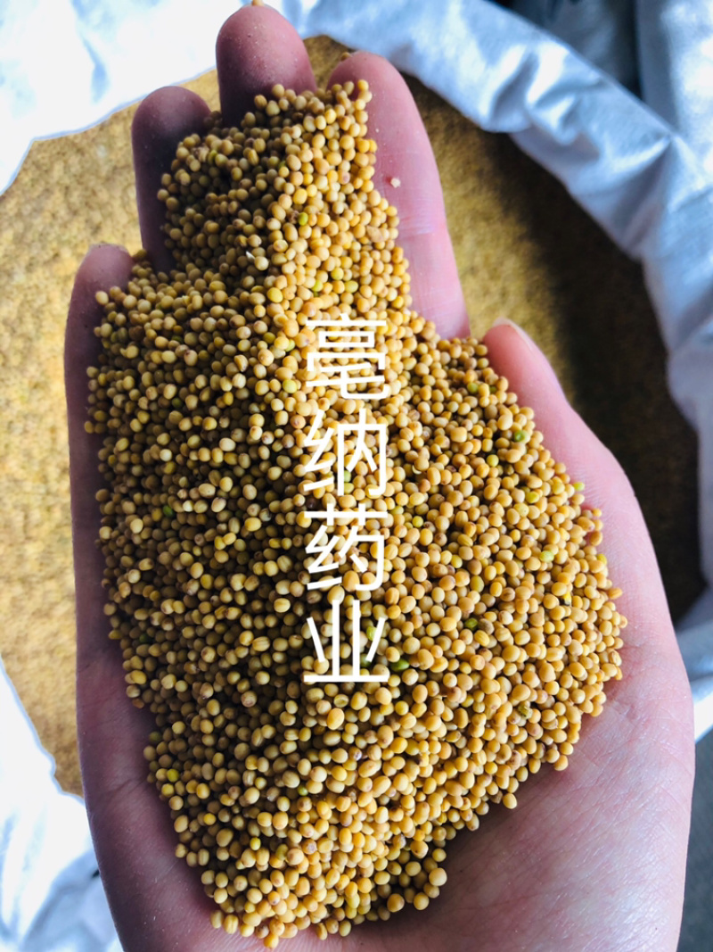 黄芥子中药材黄芥子芥菜子芥菜籽辣菜籽新货