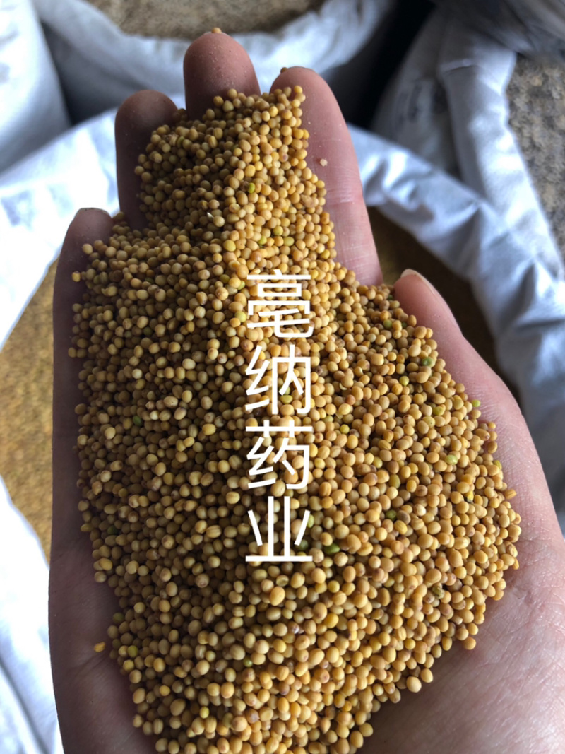 黄芥子中药材黄芥子芥菜子芥菜籽辣菜籽新货