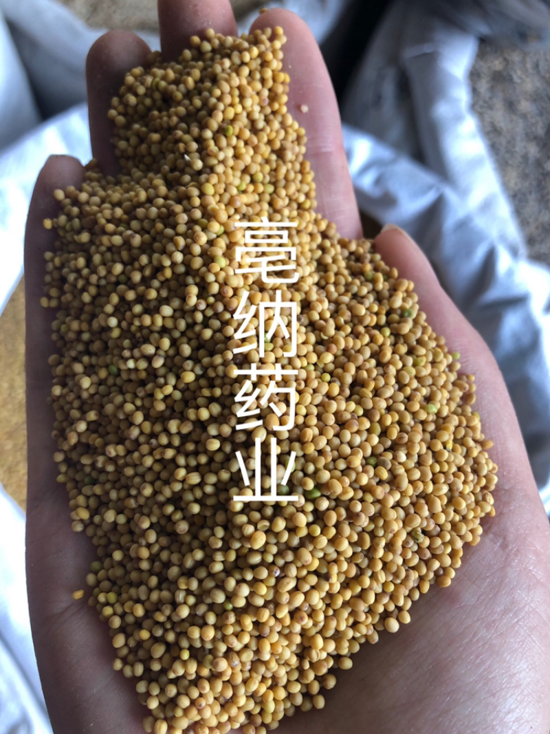 黄芥子中药材黄芥子芥菜子芥菜籽辣菜籽新货