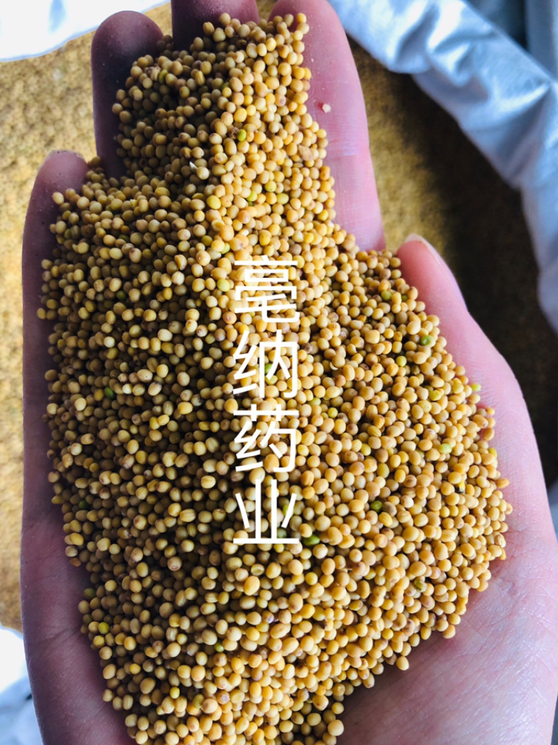 黄芥子中药材黄芥子芥菜子芥菜籽辣菜籽新货