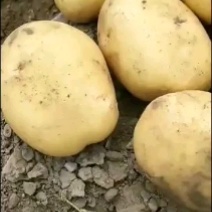 尤金885土豆价格美丽需要的速度联系