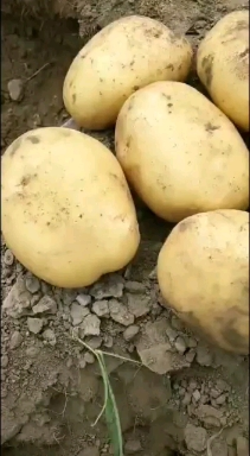 尤金885土豆价格美丽需要的速度联系