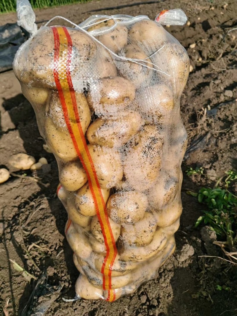 尤金885土豆价格美丽需要的速度联系