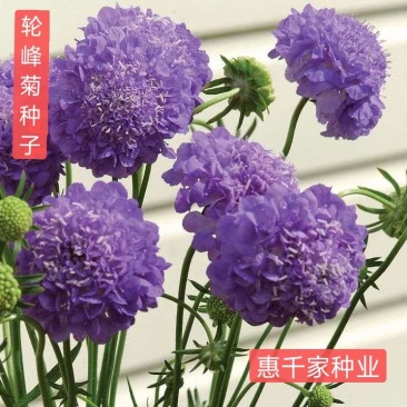 轮峰菊种子紫盆花山萝卜花卉耐寒四季观花春秋播花松虫草种子