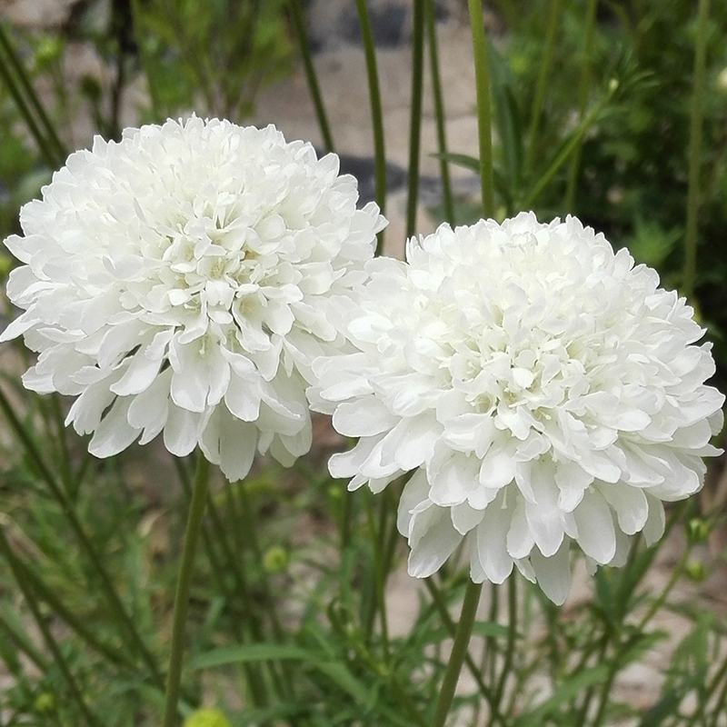 轮峰菊种子紫盆花山萝卜花卉耐寒四季观花春秋播花松虫草种子