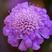 轮峰菊种子紫盆花山萝卜花卉耐寒四季观花春秋播花松虫草种子
