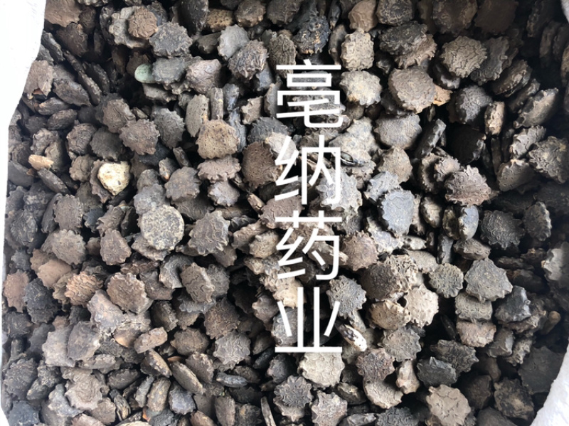 木鳖子中药材漏苓子无硫新货木鳖子批发价