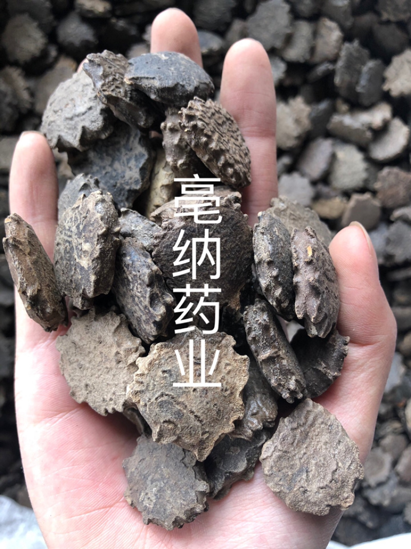 木鳖子中药材漏苓子无硫新货木鳖子批发价