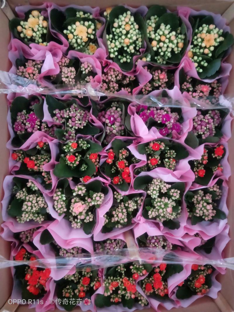 长寿花基地直供80规格混色35盆装花苞多花期长