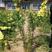 黄刺玫，干枝插花，黄刺玫，黄刺玫，绿化灌木，大地杯苗