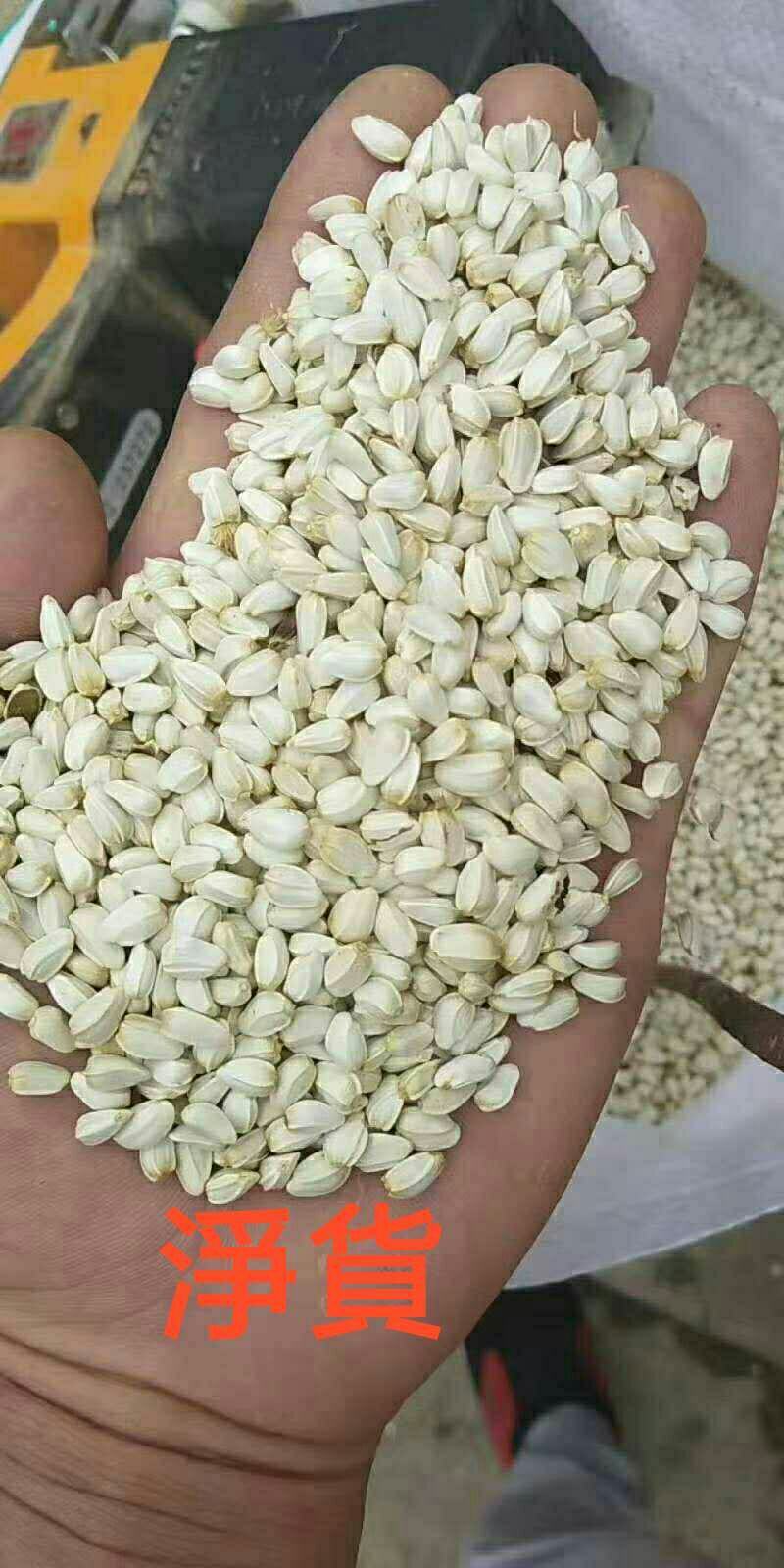 无刺改良大花朵油用红花种籽榨油率高鸡鸭鸽动物饲料作种子