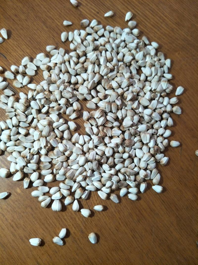无刺改良大花朵油用红花种籽榨油率高鸡鸭鸽动物饲料作种子